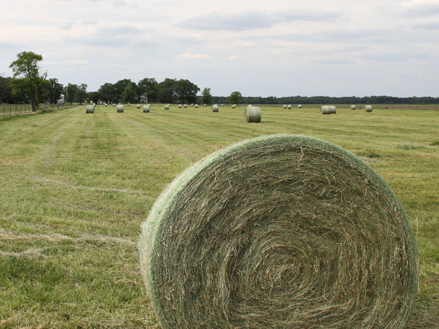 Pastures that got hammered by drought last summer may be better hayed than grazed. (DTN photo by Pamela Smith)